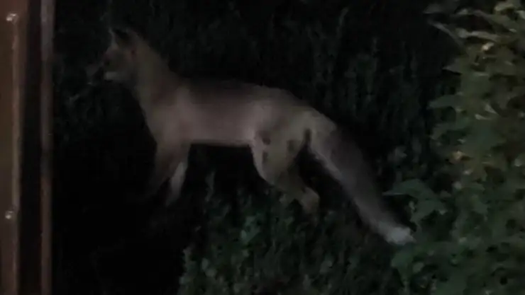 Tatvan'da Tilki Alarmı: İlçe Merkezinde Paniğe Yol Açtı