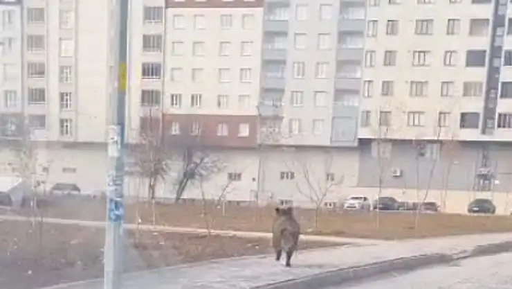 Tatvan'da yaban domuzu paniği: Hastane çevresinde dolaştı, mahalle aralarına girdi