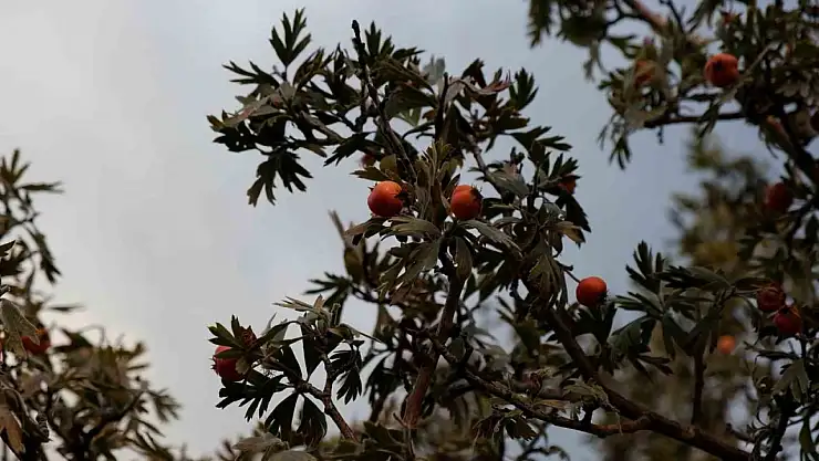 Tatvan'ın Yelkenli Köyünde Alıç Hasadı Başladı, Kuraklık Nedeniyle Rekolte Düşüşte!