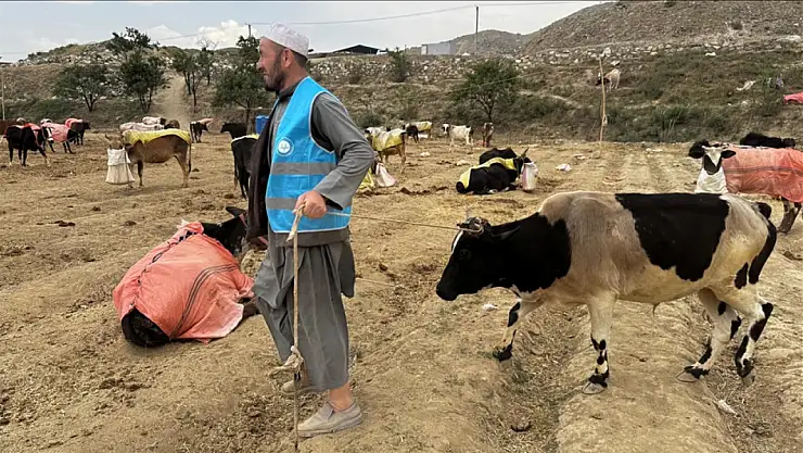 TDV'nin Afganistan'daki kurban organizasyonunda 8 bin 400 hisse et nasıl dağıtılacak?