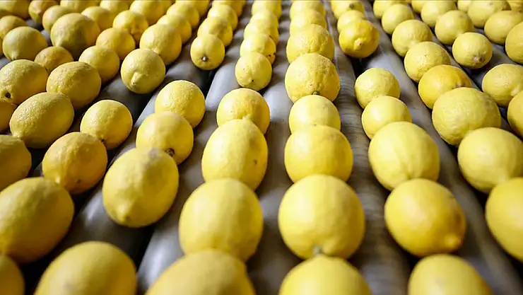Ticaret Bakanlığı'ndan limon ihracatına geçici duraklama