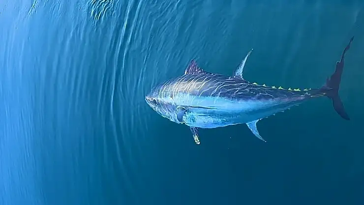 Ton balığı selenyum kaynağı olarak öne çıkıyor