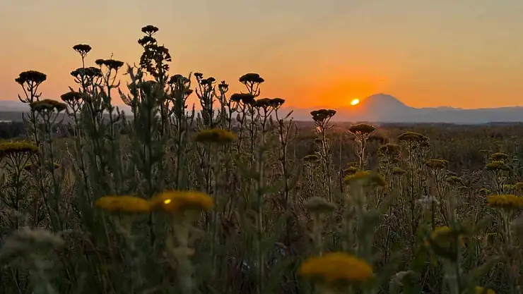 Traktörün izinde bereketin peşinde: Yakınca'da yaz mesaisi