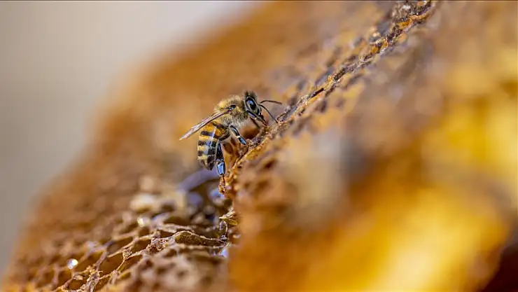 Türk balı Dünyayı tatlandırıyor