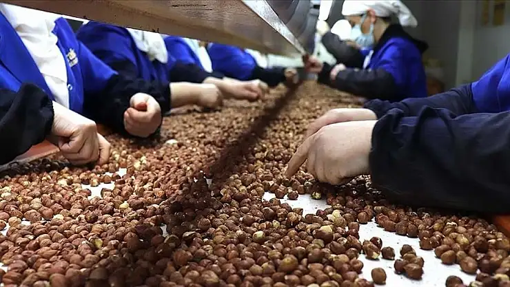 Türkiye'nin fındık gelirinin yüzde 36'sı Trabzon'dan