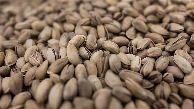 Türkiye'nin yeşil altını fıstık ihracatında rekor artış