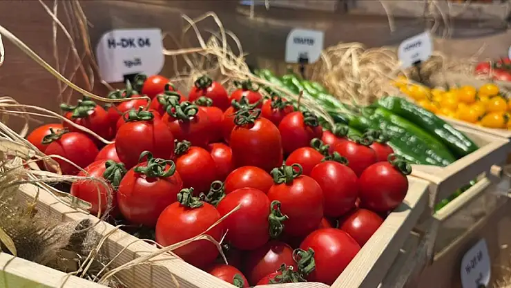 Türkiye sebze tohumu ihracatında rekor kırıyor