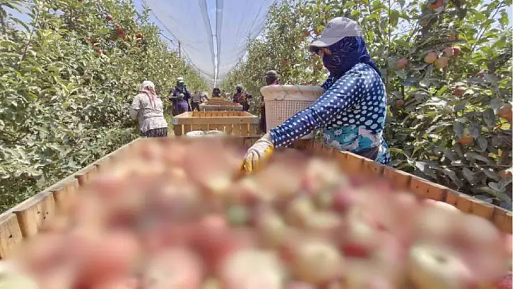 Türkiye Tarımında Beklenmedik Felaket: Don Vurarak 800 Bin Tonluk Rekolteyi 50 Bine Düşürdü!