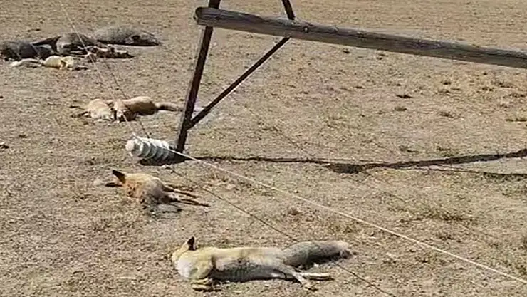 Tuşba'da devrilen elektrik direği, yaban hayvanlarını akıma kaparak yok etti