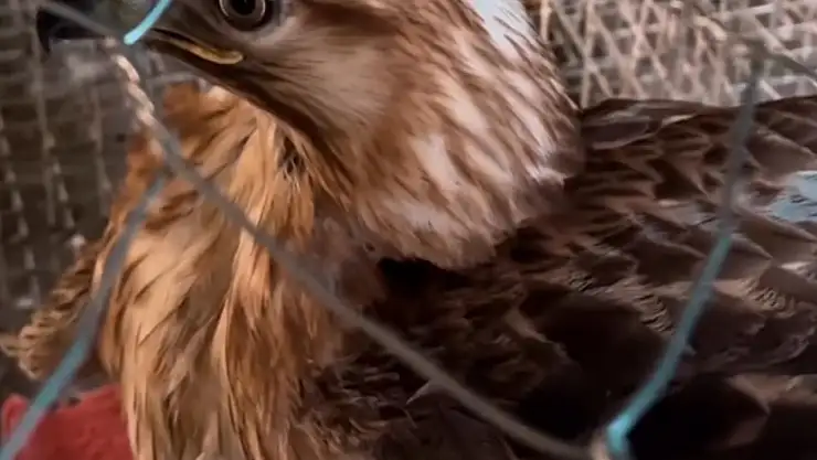 Tuşba'da izinsiz kızıl şahin besleyen vatandaşa operasyon yapıldı