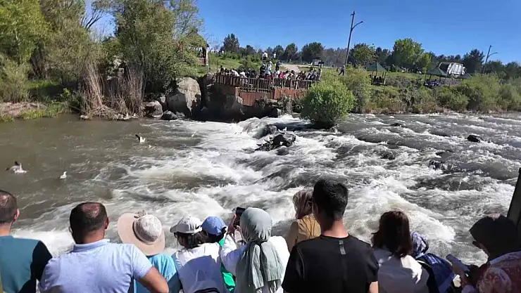 Uçan Balık Göçü, Bilim ve Doğa Severlerin Dikkatini Çekiyor