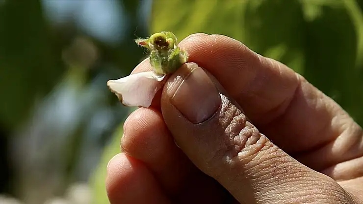 Uzmanlardan zirai don uyarısı: Erken uyanan ağaçlar daha fazla risk altında