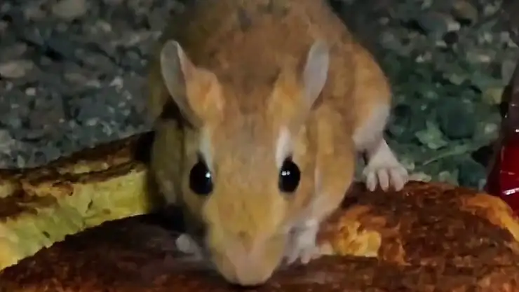 Uzundere'de Nesli Tehlikede Olan Arap Tavşanı İlk Kez Görüntülendi!