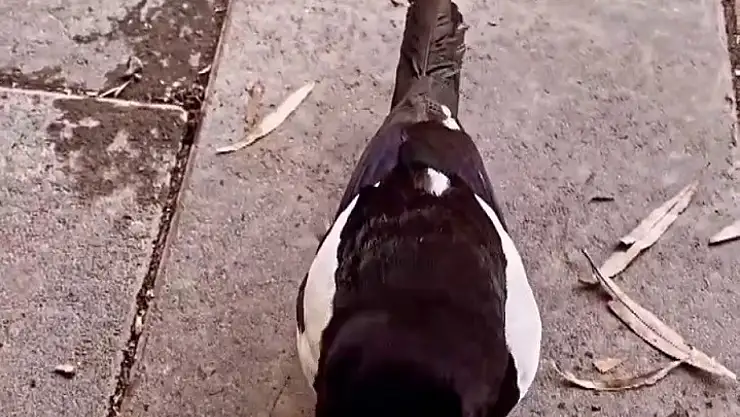 Uzundere'nin saksağanı esnafın yeni dostu oldu