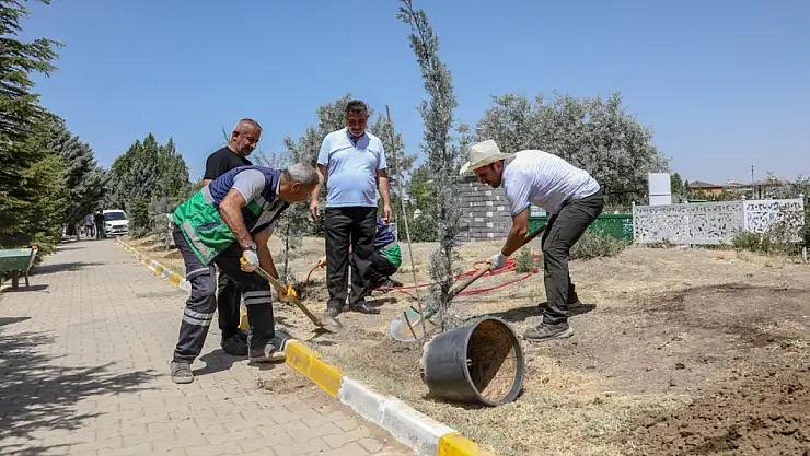 Van Büyükşehir Belediyesi Mezarlıklara 600 Adet Mavi Selvi Ağacı Dikti
