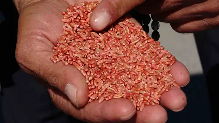 Van'da 11 bin çiftçiye 11 bin ton sertifikalı tohum desteği sağlandı, 240 bin koyun dağıtıldı