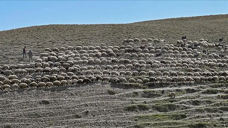 Van'da 2.375 besiciye 235 bin koyun desteğiyle küçükbaş hayvan varlığı artırılıyor!