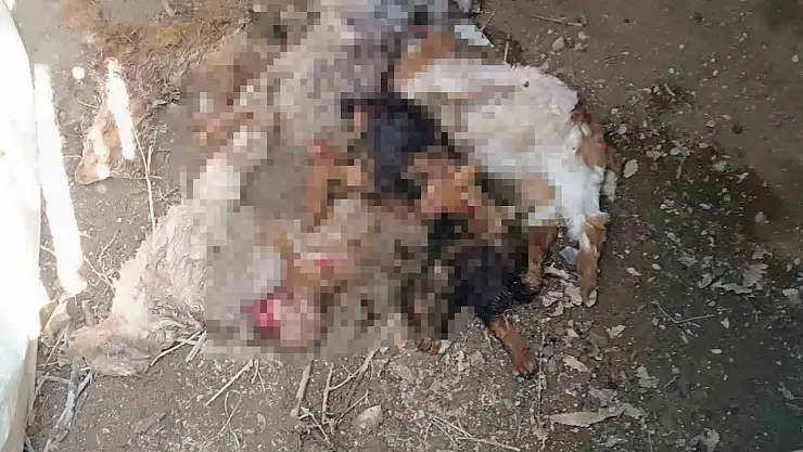 Van'da ayı paniği maddi zarar büyük