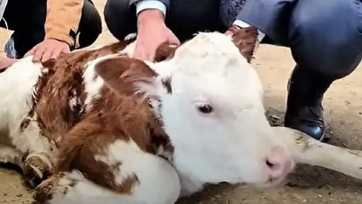 Van'da Düve Üretim Merkezi Kuruldu