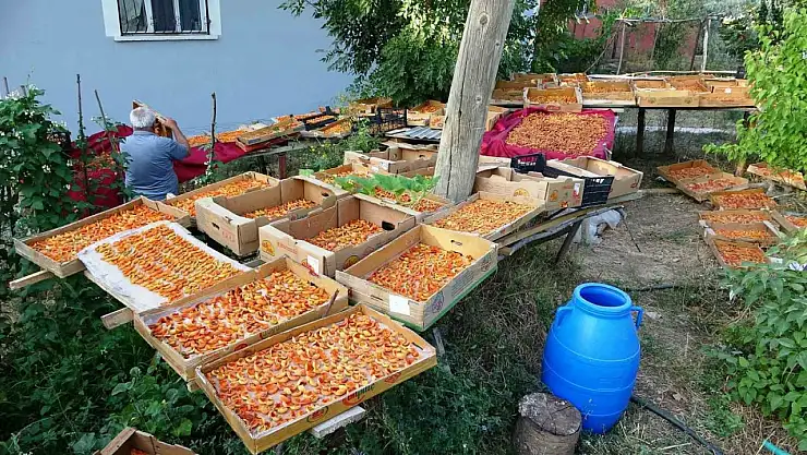 Van'da Kayısı Kurutma Mevsimi Resmen Açıldı