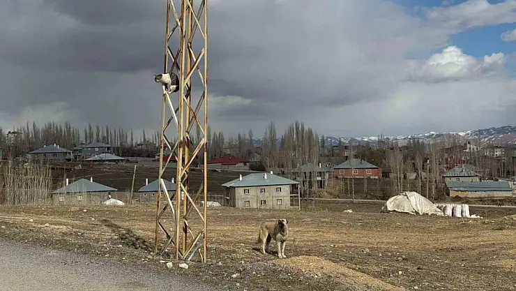 Van'da köpeklerden kaçan kedi canını elektrik direğinde kurtardı