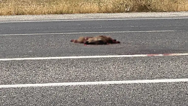 Van'da otomobil yaban domuzuna çarptı, domuz telef oldu