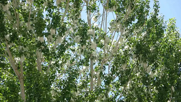 Van'da Polen Yoğunluğu Alerji Hastalarına Tehlike Oluşturuyor