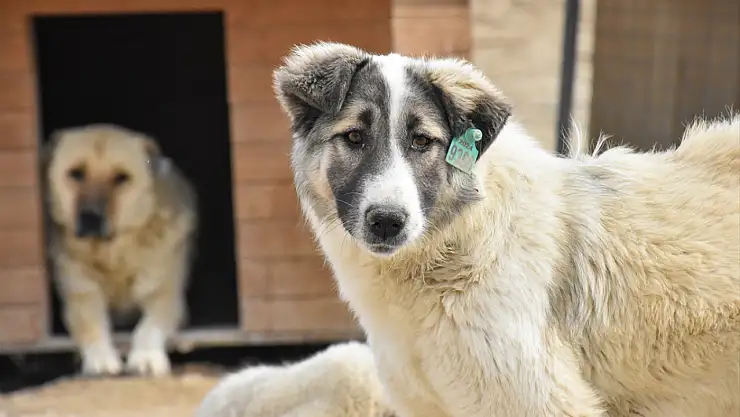 Van'da sahipsiz köpeklere güvenli yuva