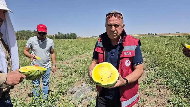 Van'da Sarı Karpuz Mevsimi Resmen Açıldı!