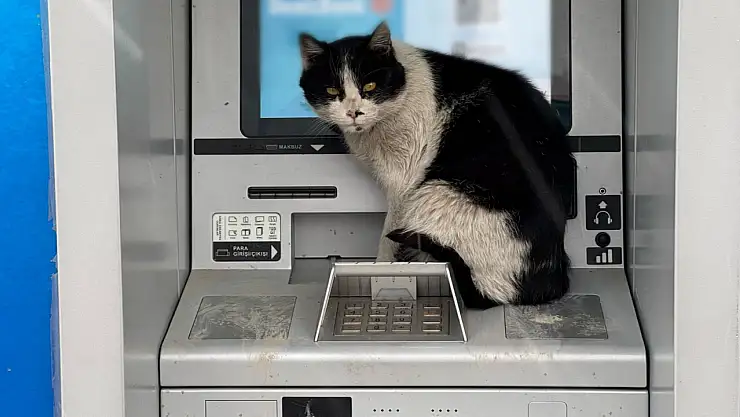 Van'da soğuktan üşüyen kedi, ATM kabinine sığındı