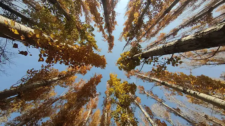 Van'da Sonbahar: Tarihi Güzellikler Renklere Büründü