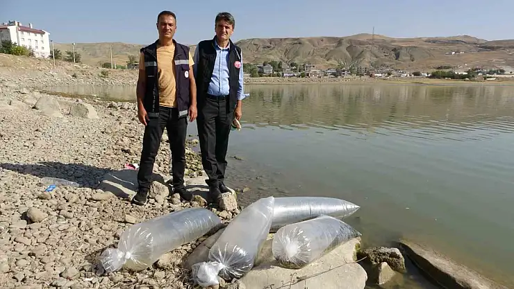Van Gölleri'ne 450 Bin Yavru Sazan Salındı