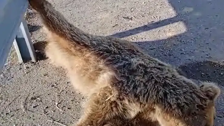 Van'da Yolda Yiyecek Arayan Ayıya Araç Çarptı, Telef Oldu