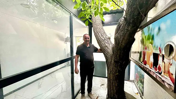 Van'da Yüzyıllık Ceviz Ağacı, İş Yerinde Canlı Tarih Olarak Korunuyor