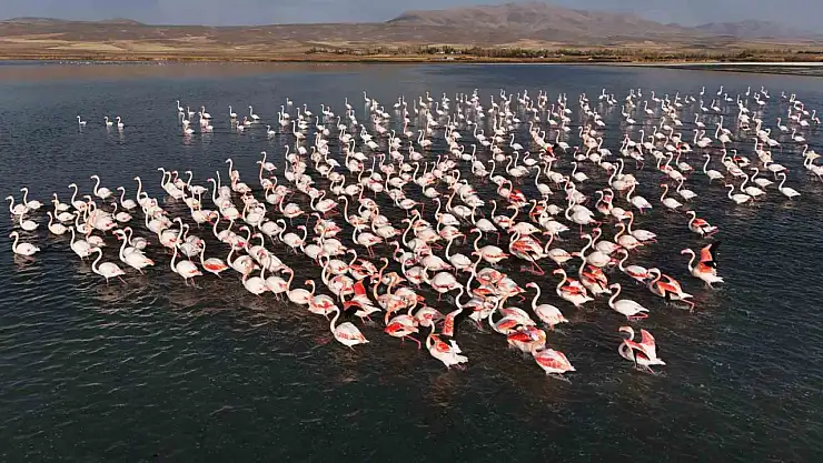 Van'daki Erçek Gölü flamingoların konaklama noktası oldu, doğal güzellikleriyle ziyaretçileri cezbediyor