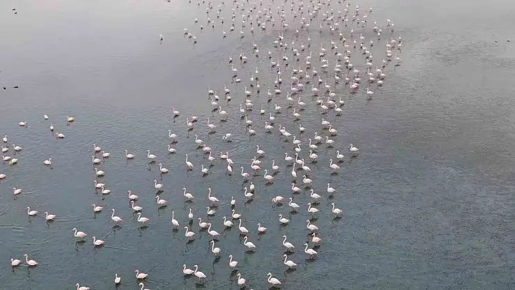 Van Gölü'nde flamingo şöleni: İran'daki kuruma kuşları bölgeye çekti!