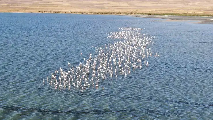 Van Gölü'nde flamingo yoğunluğu, Urumiye Gölü'ndeki kuruma nedeniyle arttı