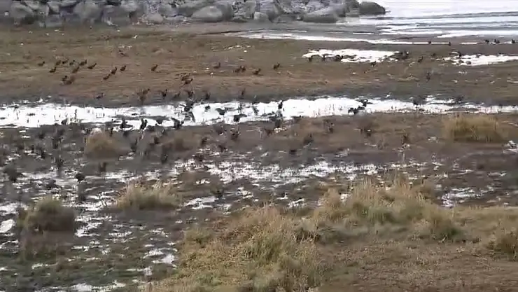 Van Gölü'nde kuraklık tehlikesi