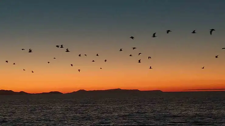 Van Gölü'nde kuşların göçü gün batımında kartpostallık manzaralar sunuyor