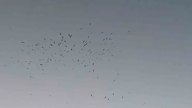 Van Gölü'nde Kuşların Muazzam Dansı: Doğa Manzarası İzleyenleri Büyüledi