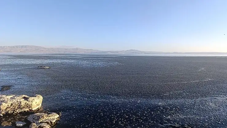 Van Gölü'ndeki yosunlaşma, kirliliğin kritik seviyeye ulaştığını gösteriyor