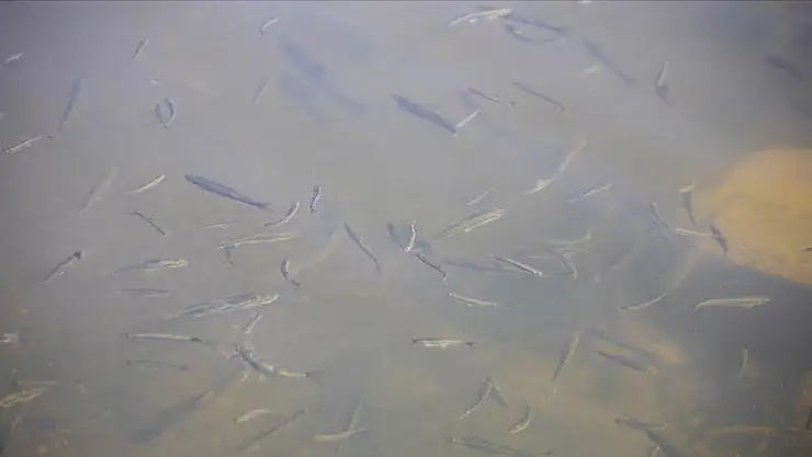 Van Gölü'nün Yavru İncileri, Doğaya Dönüş Yolculuğuna Çıkıyor