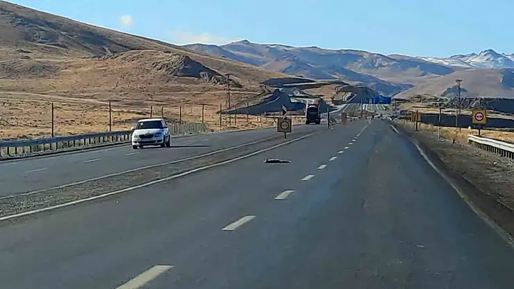 Van-Hakkari yolunda yaban hayvanları araçlarca telef oldu, sürücülerden dikkat çağrısı