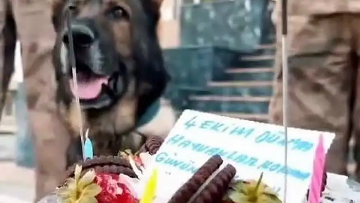 Van Jandarması, Hayvanları Koruma Günü'nde dostlarına sahip çıktı