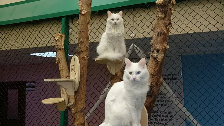 Van Kedileri Turistlerin İlgi Odağı Haline Geldi!