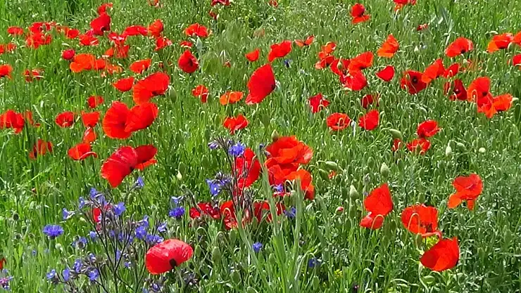 Van Ovaları Renk Şöleniyle Büyülüyor
