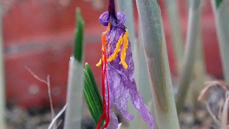 Van YYÜ Herbaryumu, safran türünü koruma altına aldı Türkiye florası için önemli bir adım!