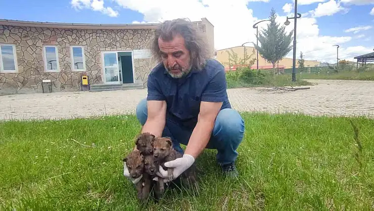Van YYÜ Yaban Hayvanları Rehabilitasyon Merkezi: Yavru Kurtlara 'Kreş' Hizmeti