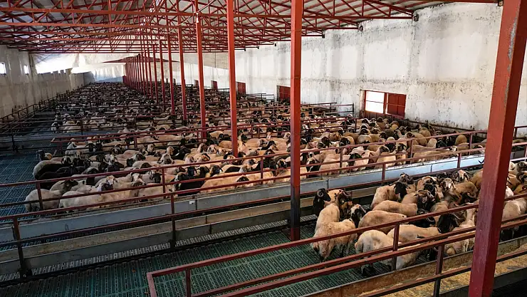 Vanlı genç girişimci 300 küçükbaş hayvanı 3 bin 500'e çıkardı