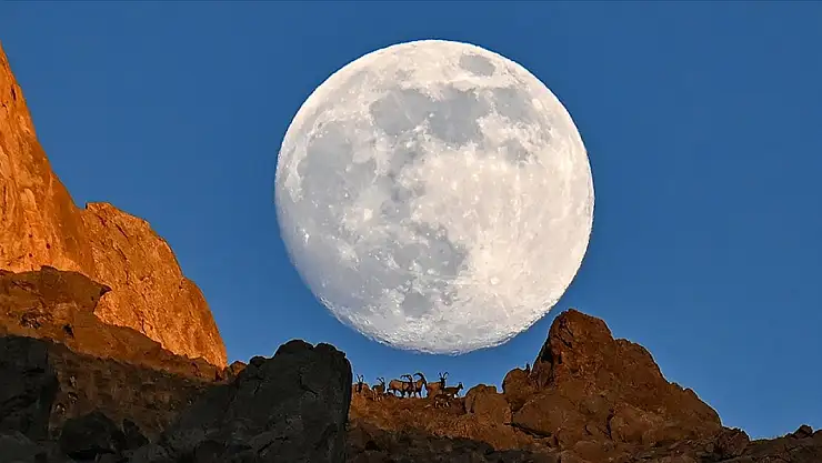 Yaban Keçileri Pagan Dağı'ndaki Güvenli Yaşamlarına Dolunay Eşliğinde Devam Ediyor